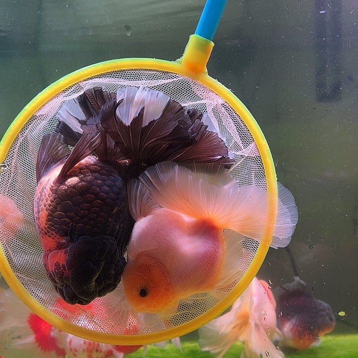 海水鱼百褶泰狮兰寿