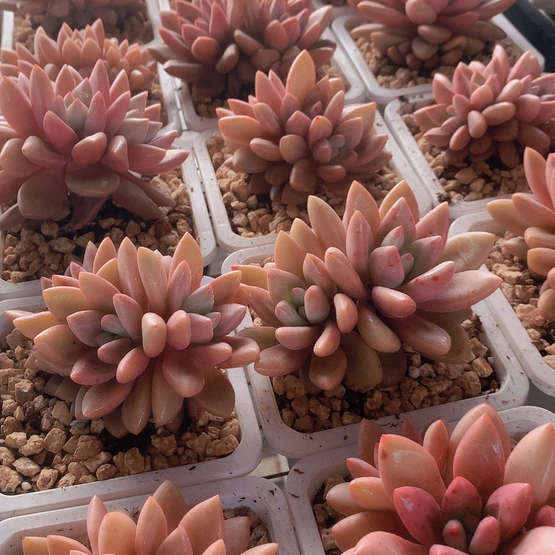 两颗赫菲鱼355678999000