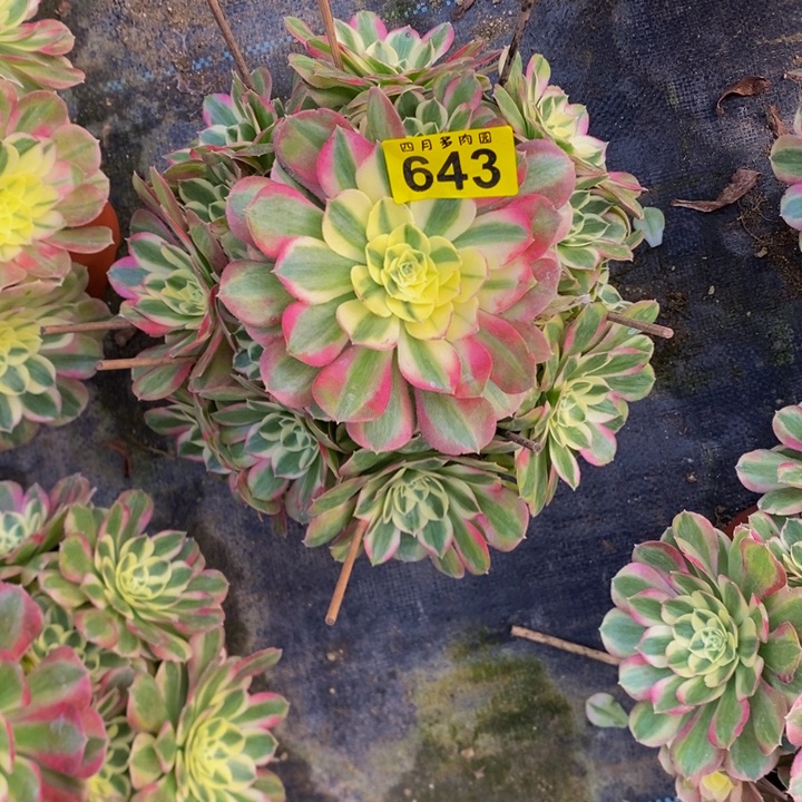 王***焕火龙果64300000000