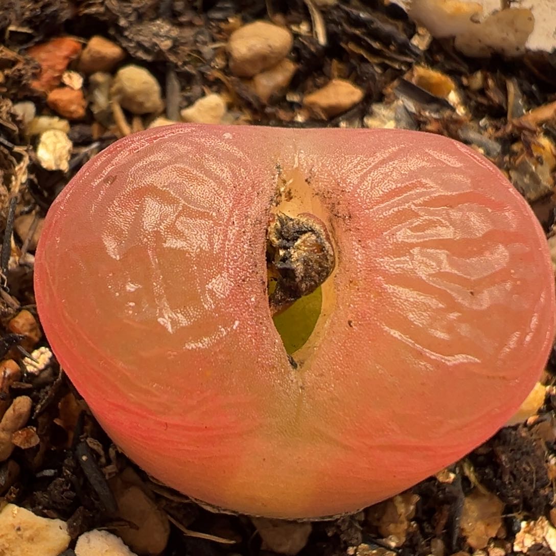 61多肉植物百科知识