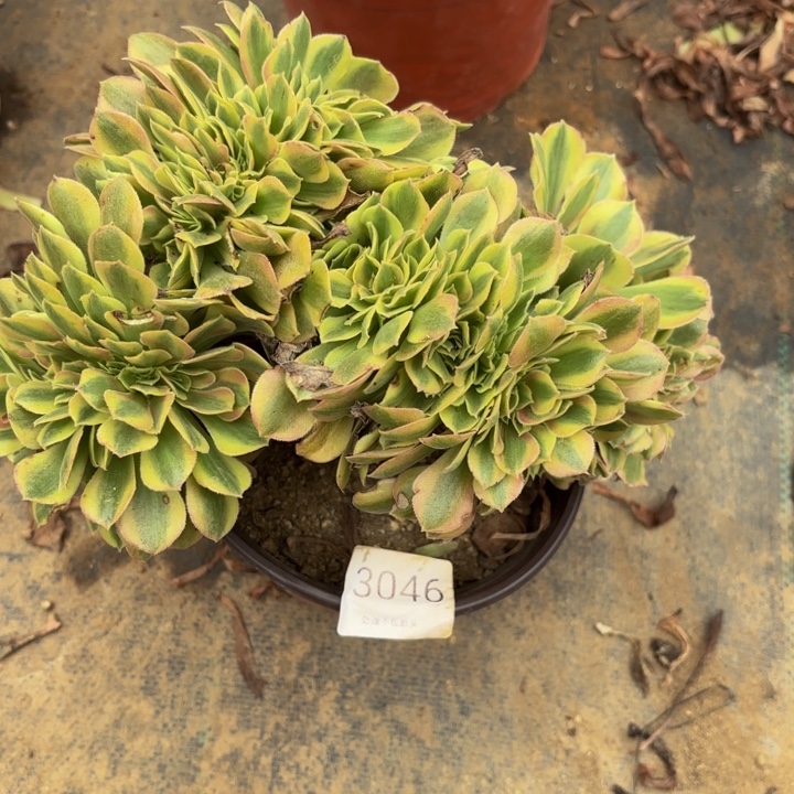 洛神坠多肉处理不包断头3046