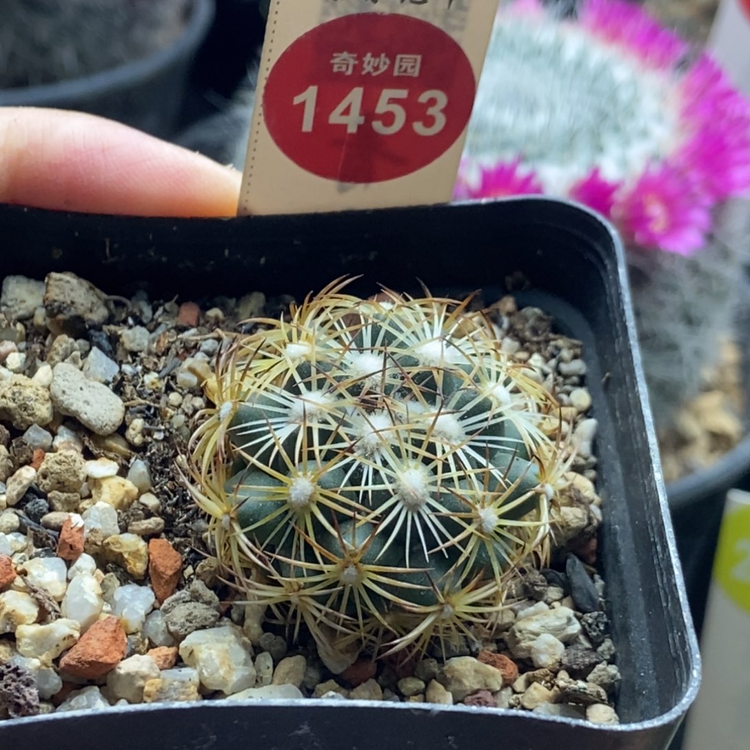 实生金刺狮子奋迅一颗仙人球