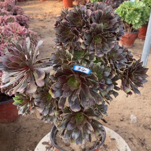 灰豆丛林一物一拍