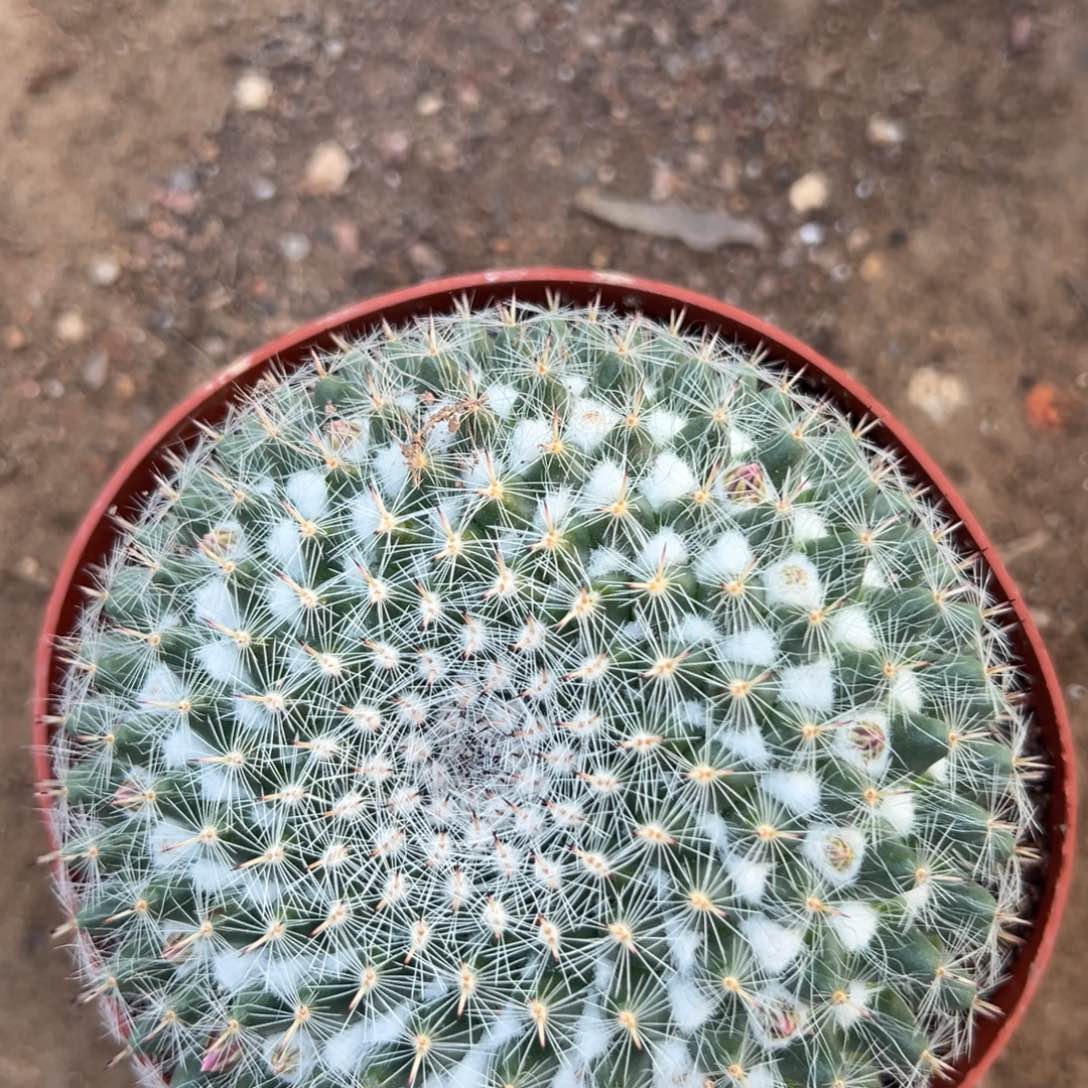 玛***雅零零落落 零零落落