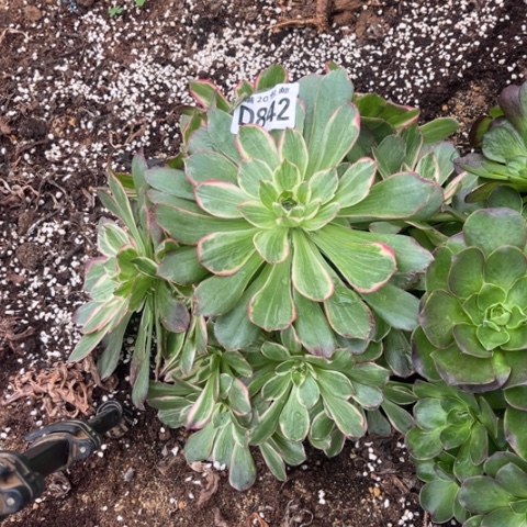 842莲花座不包断枝