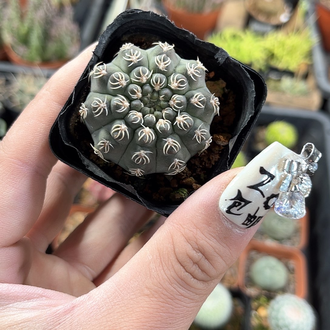 白刺瑞昌玉实生单头发货有根