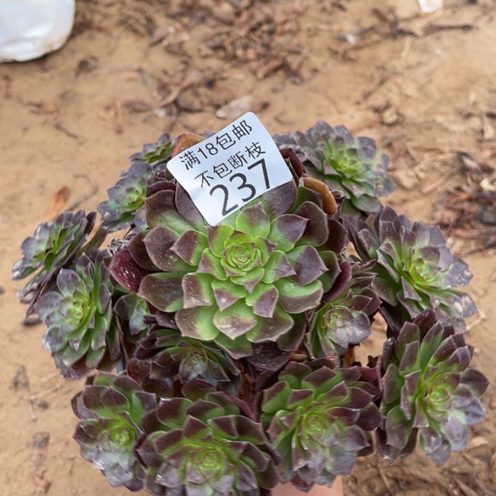 237黑魔手捧1北法师