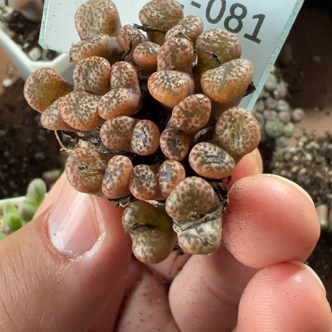 ****n22-81肉锥多肉植物，