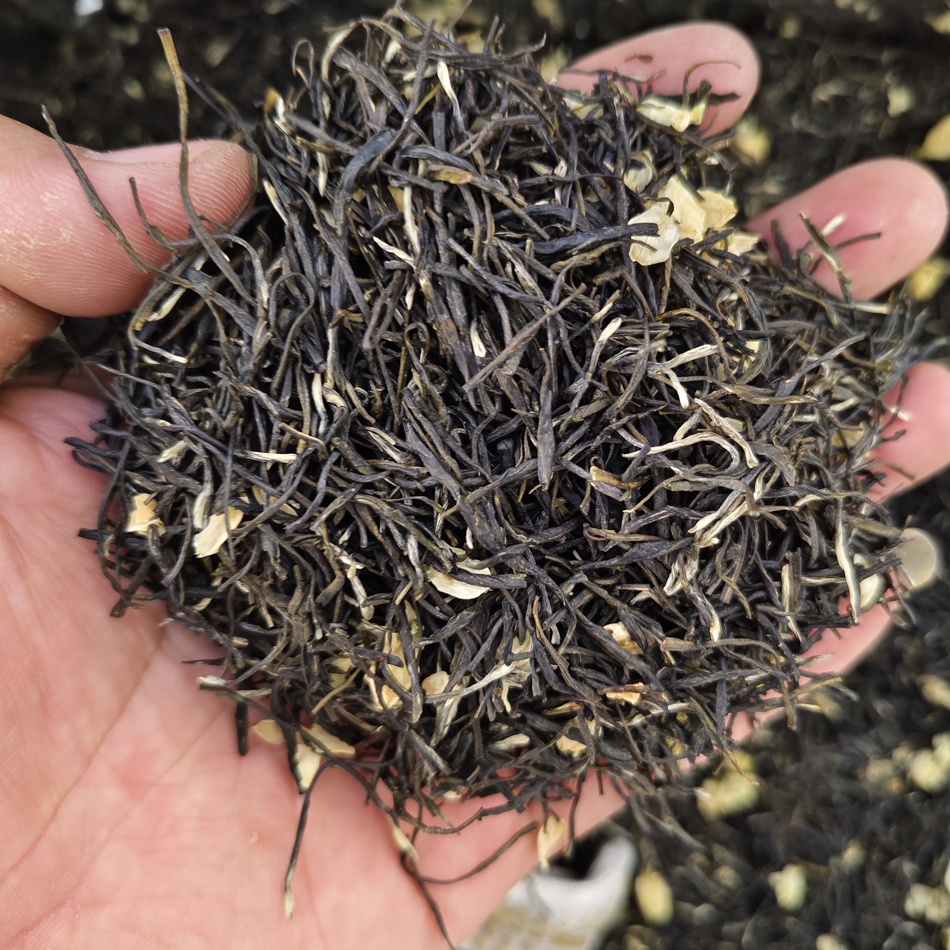 浓香型茉莉花茶黑美人新茶老味道广西横县茶叶散装桶装老茶客最爱
