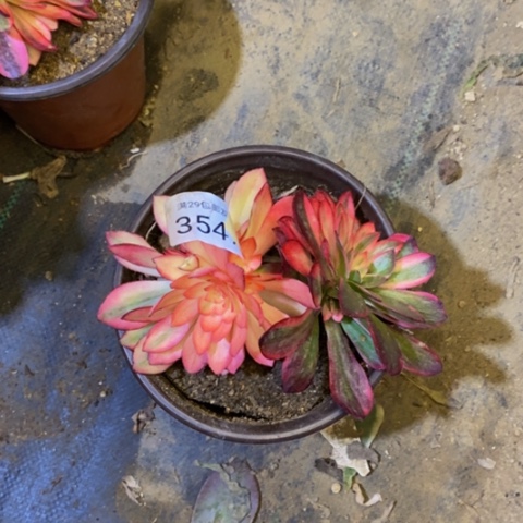 黑魔锦多肉植物3547