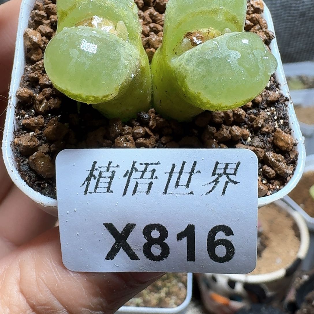 816号多肉植物哇vg