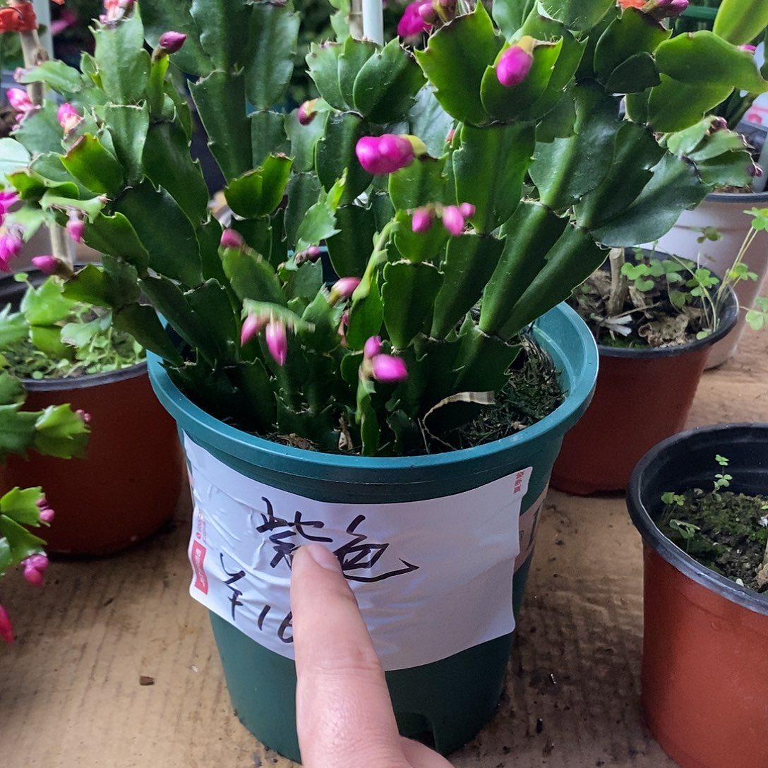 全部花朵紫色砂轮4年福利