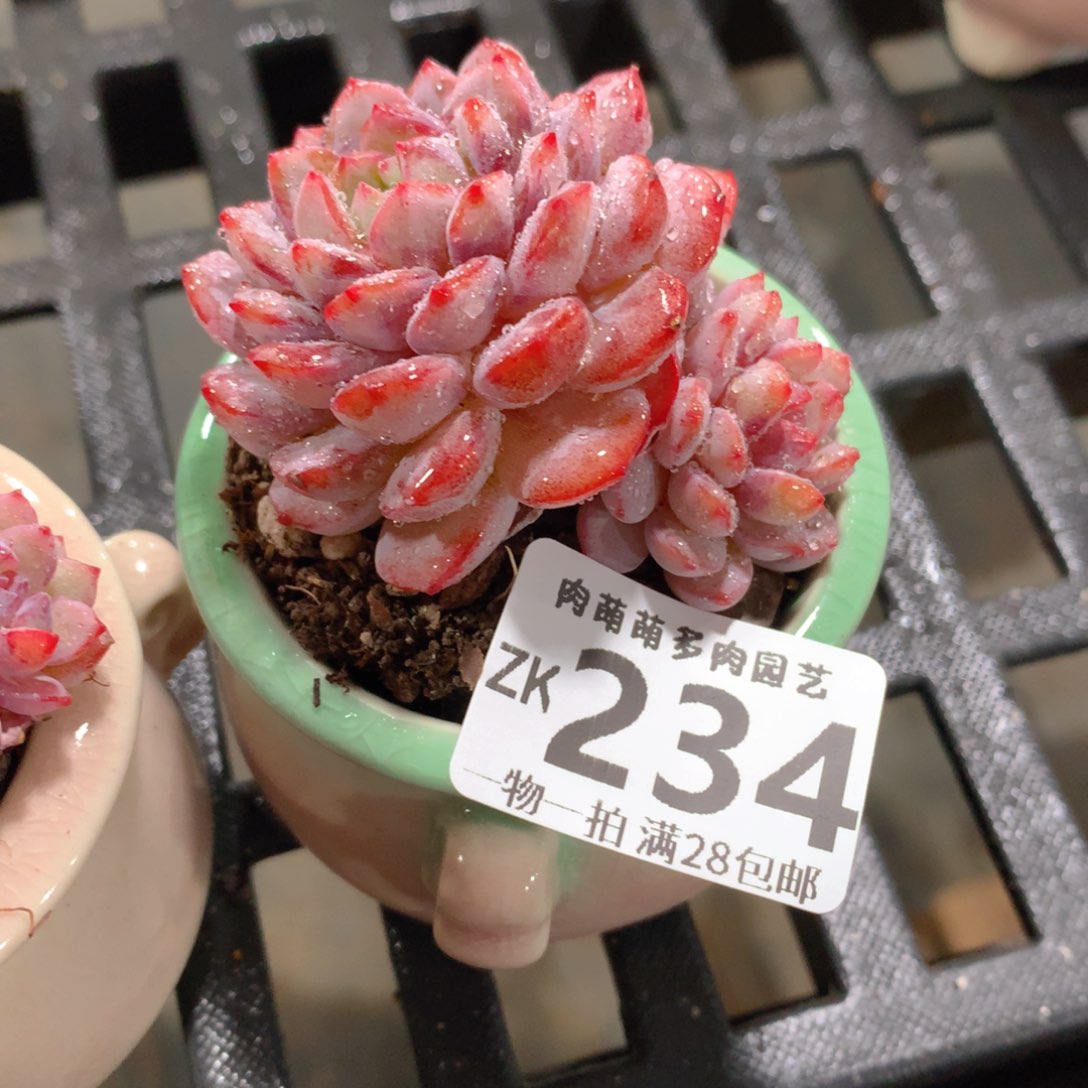 肉萌萌拇指盆精控多肉ZK234