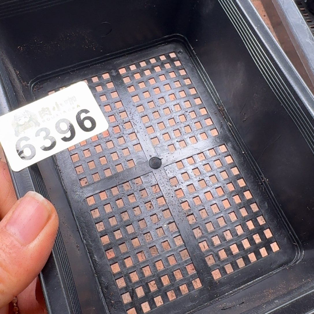 嘉***多肉植物多肉植物