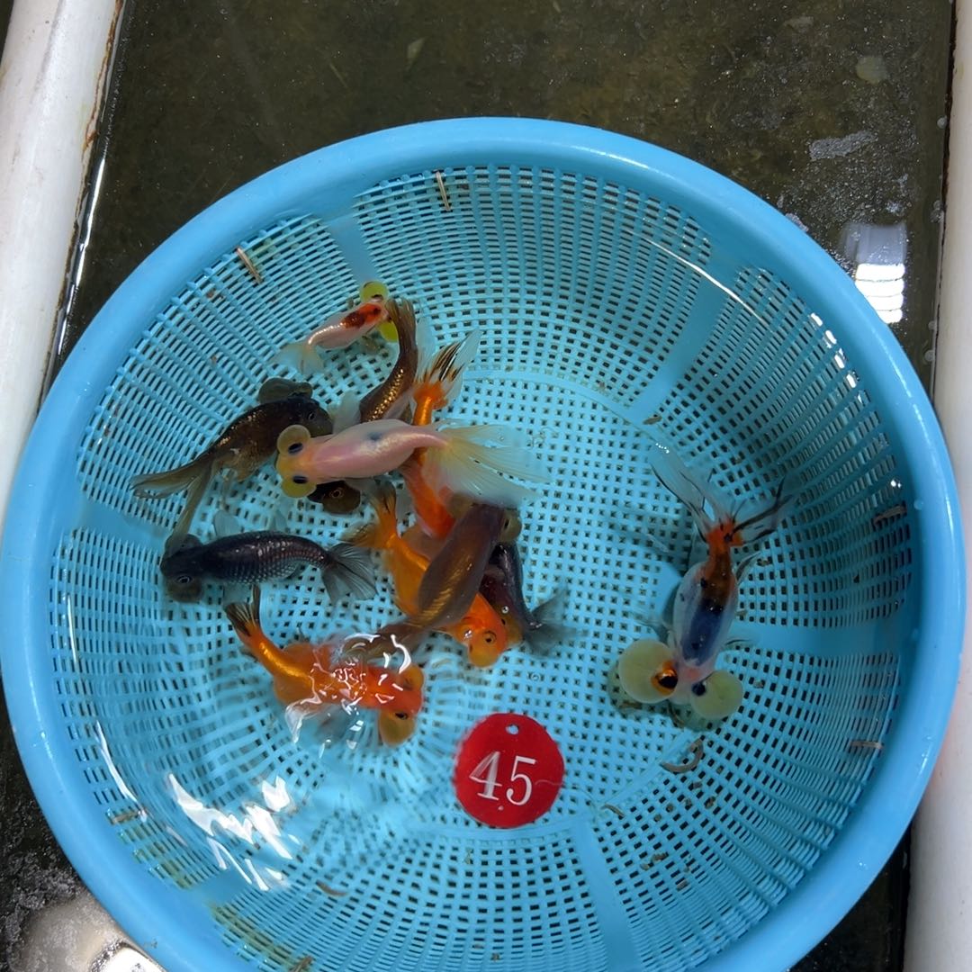 天***涯金鱼45号。练手水泡一盆