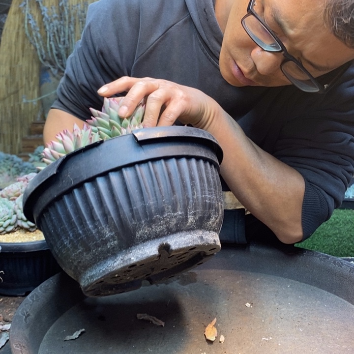 o***l992号虞美人多肉植物