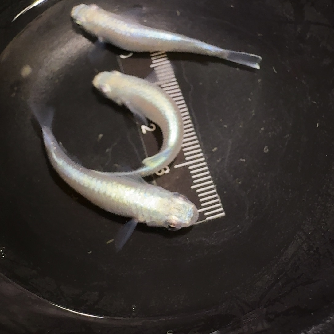 青鳉鱼一物一拍191