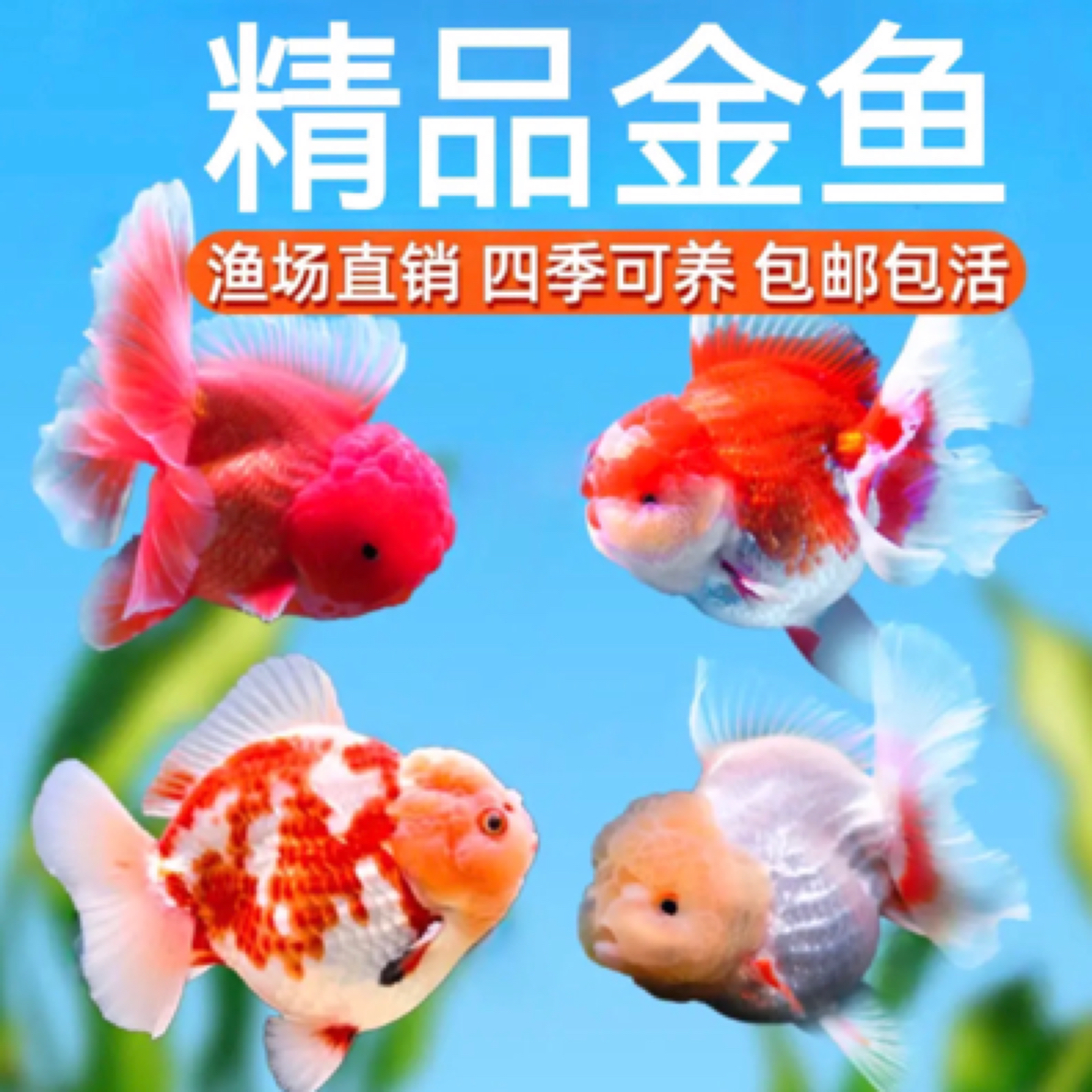 7只 大金鱼 8-10公分（泰狮/元宝/鎏金/玛丽/等）混搭发货