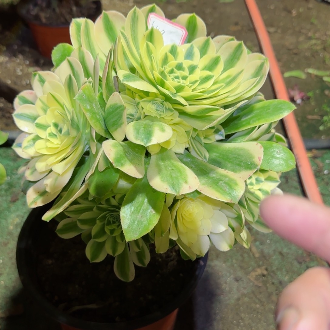 辛尼亚法师多肉649