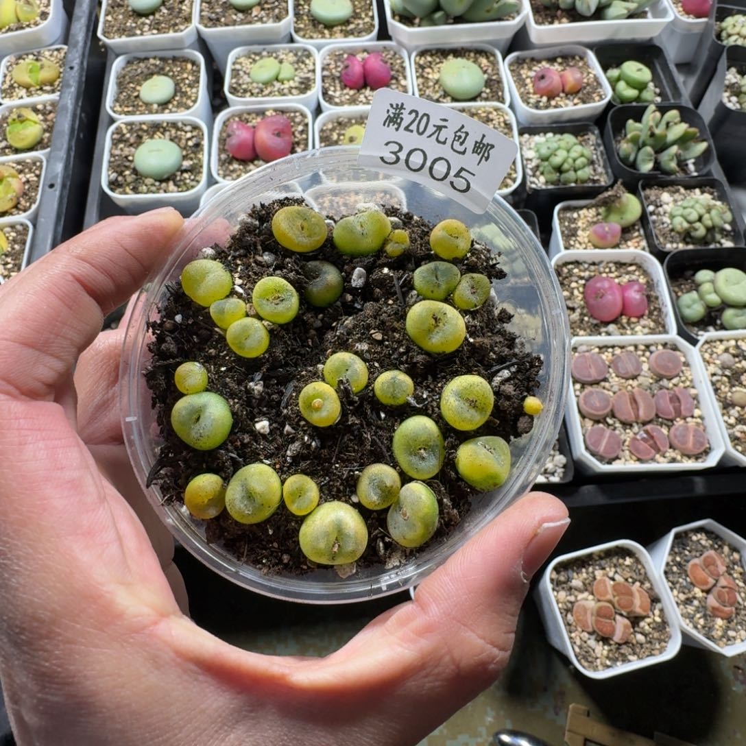 3005。水晶鞋一盒