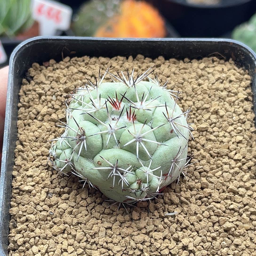 帝王丸仙人球多肉植物