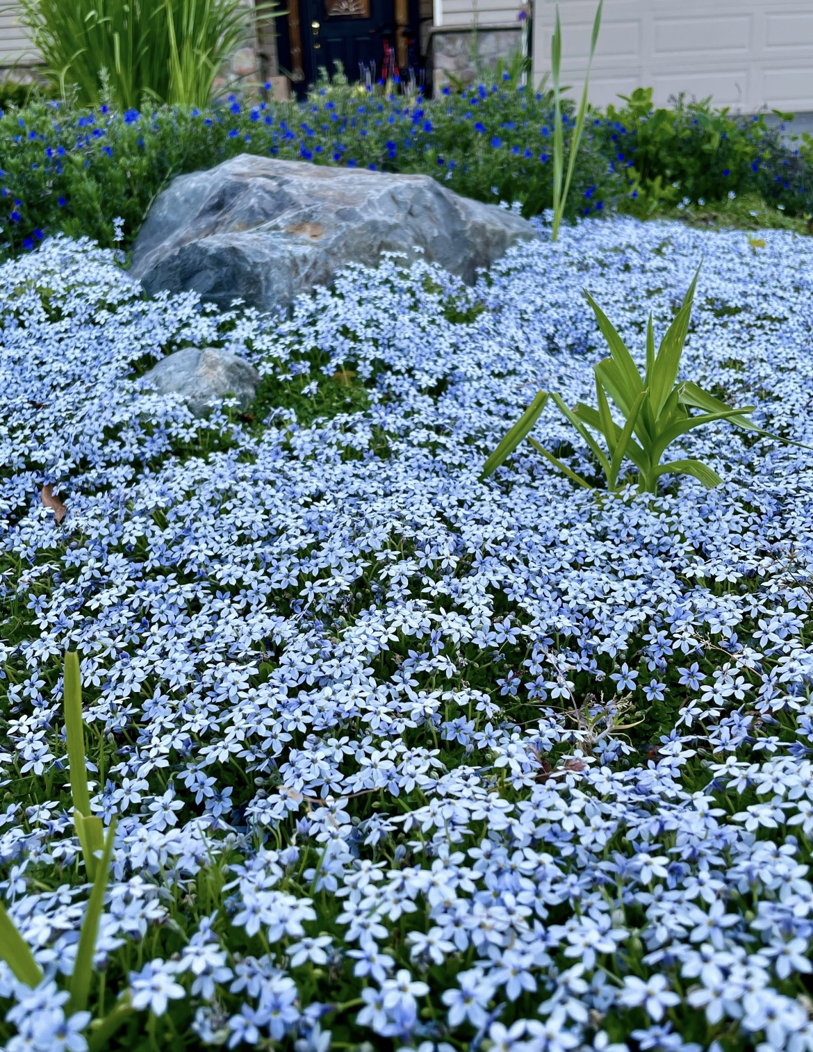 四季常青花园地被植物耐寒耐热欧石竹金叶过路黄新西兰半边莲