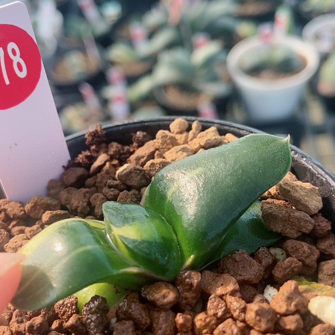 778卧牛实生锦带盆发货