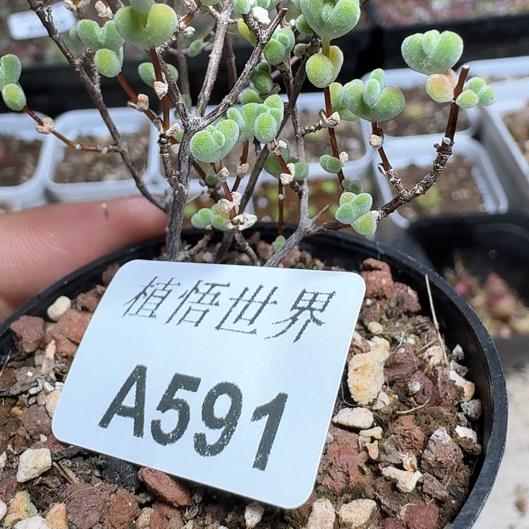 591号多肉植物哇f c