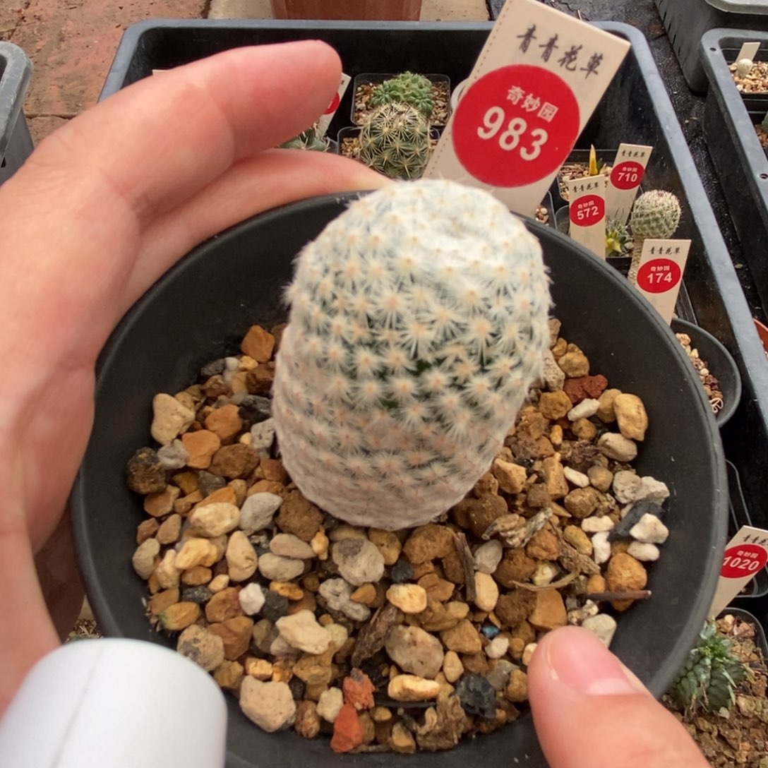 实生输入白鹭3.3cm一棵