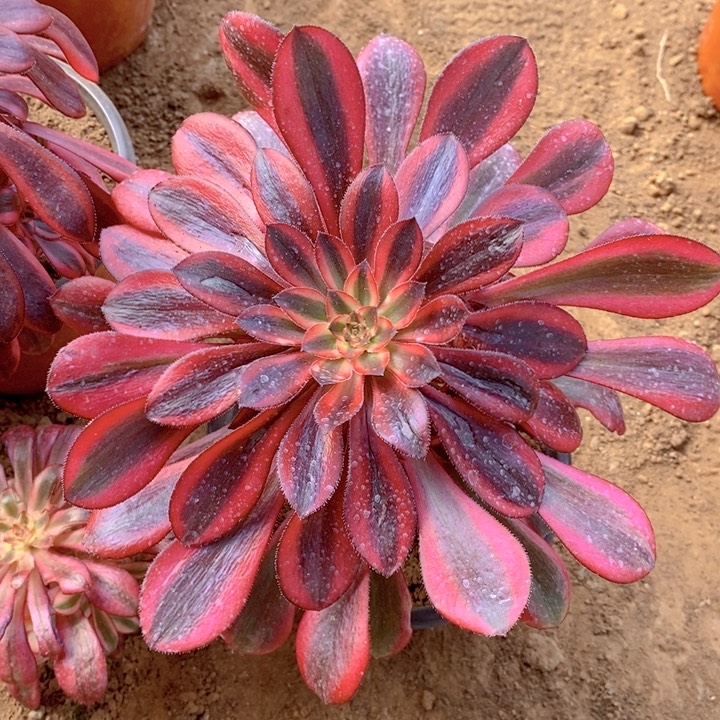 丽娜多肉法师1111