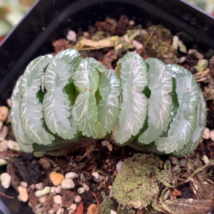 钻石玉扇，带盆发货