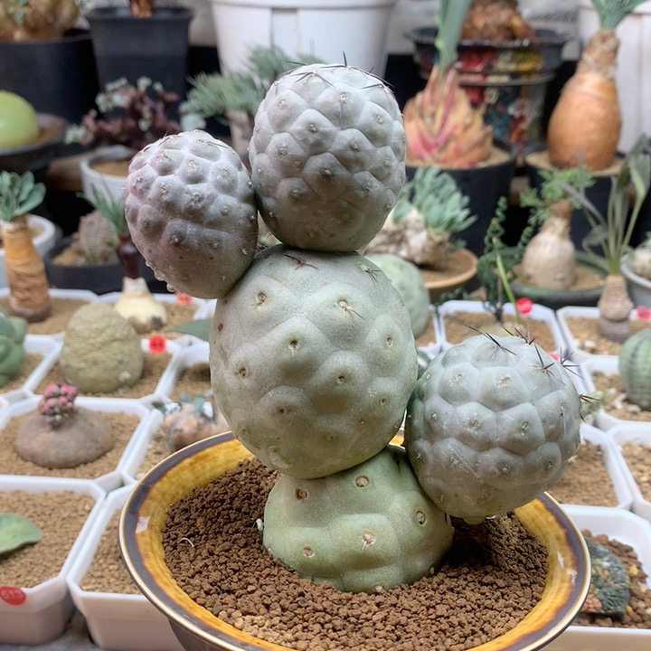 大型习志野自根脱土