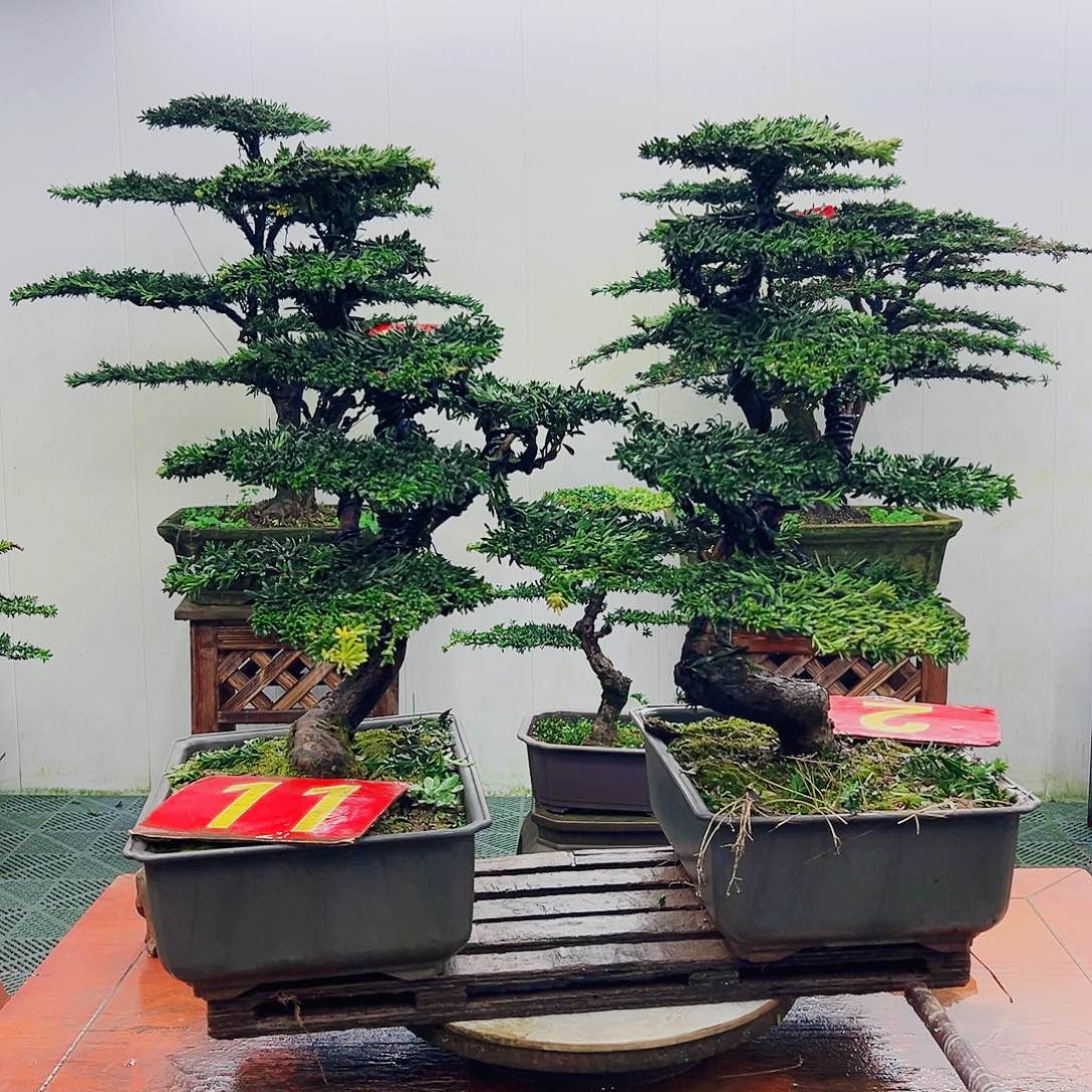 不开花植物罗汉松