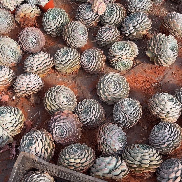 云樱9.99多肉植物