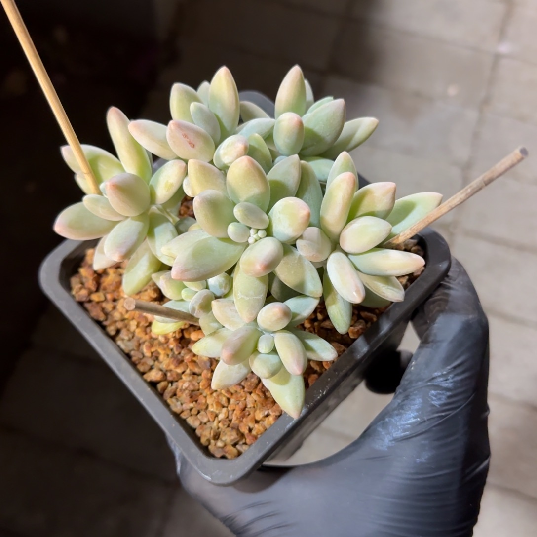 白兰地1111111111111111111