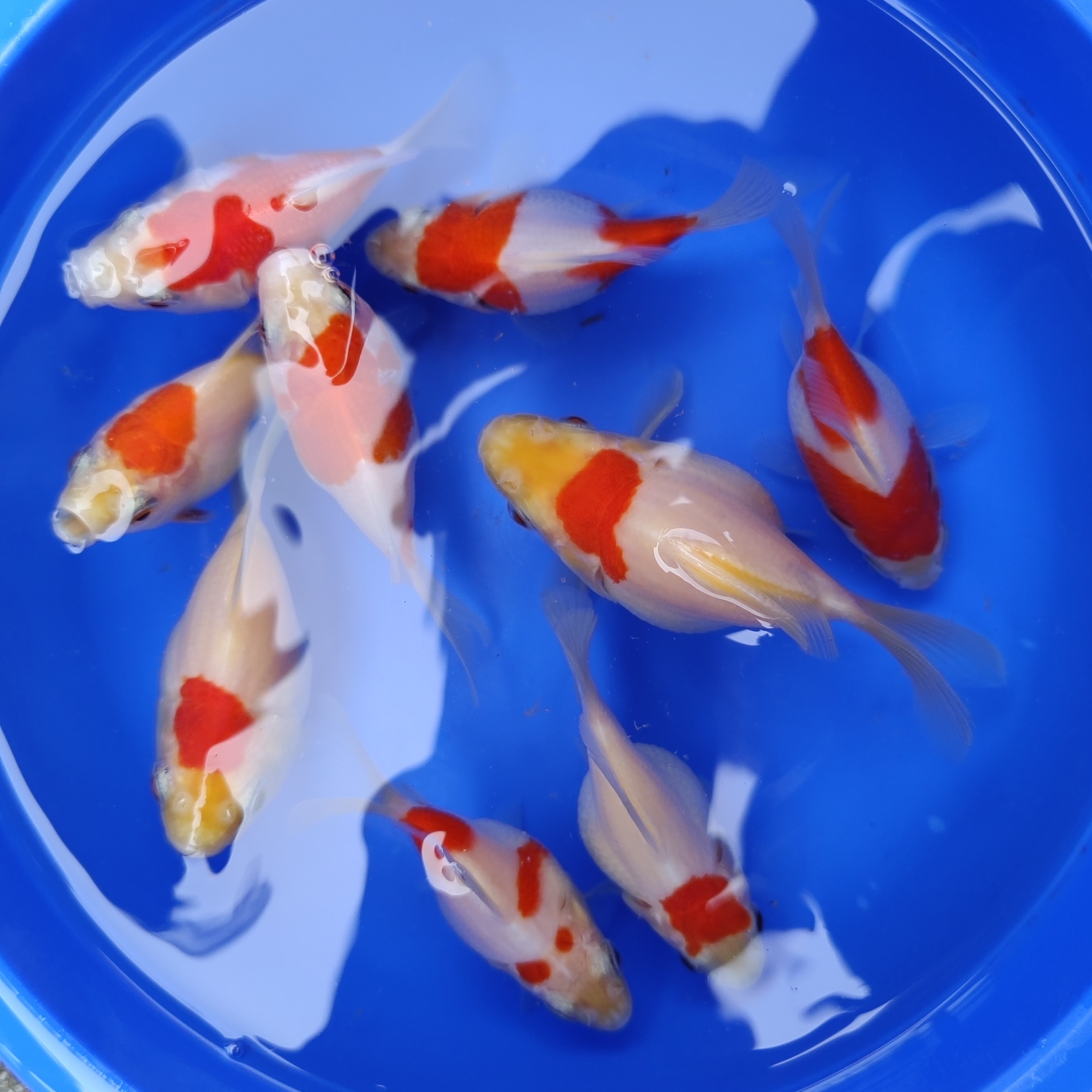 精品观赏鱼玉鲭，冷水鱼皮实奈活