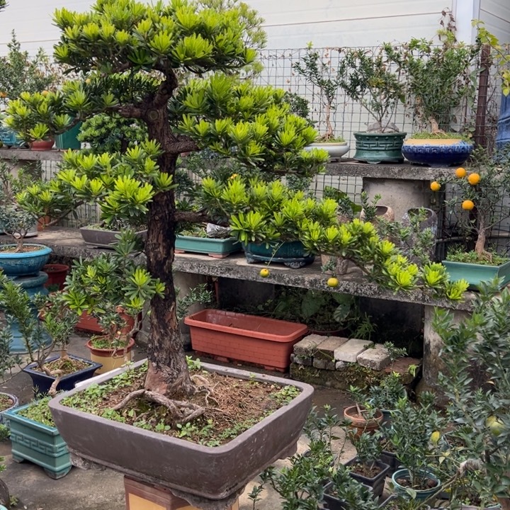 刘***住无花朵高端精品罗汉松盆景