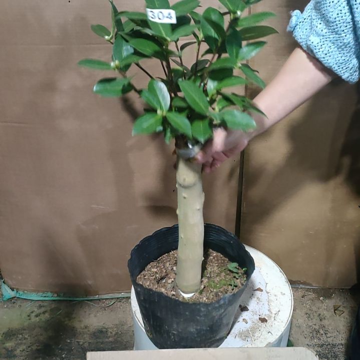 304童子面，原盆原土发货，不包邮