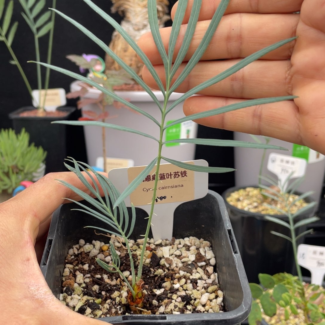 凯恩斯蓝叶苏铁带盆发货