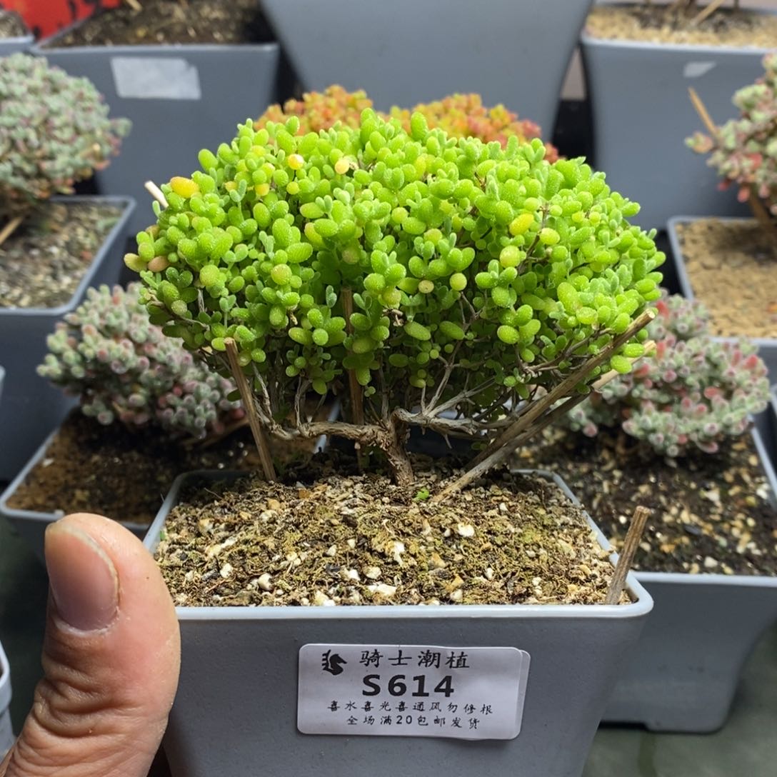 614蜜橘糖球枝干