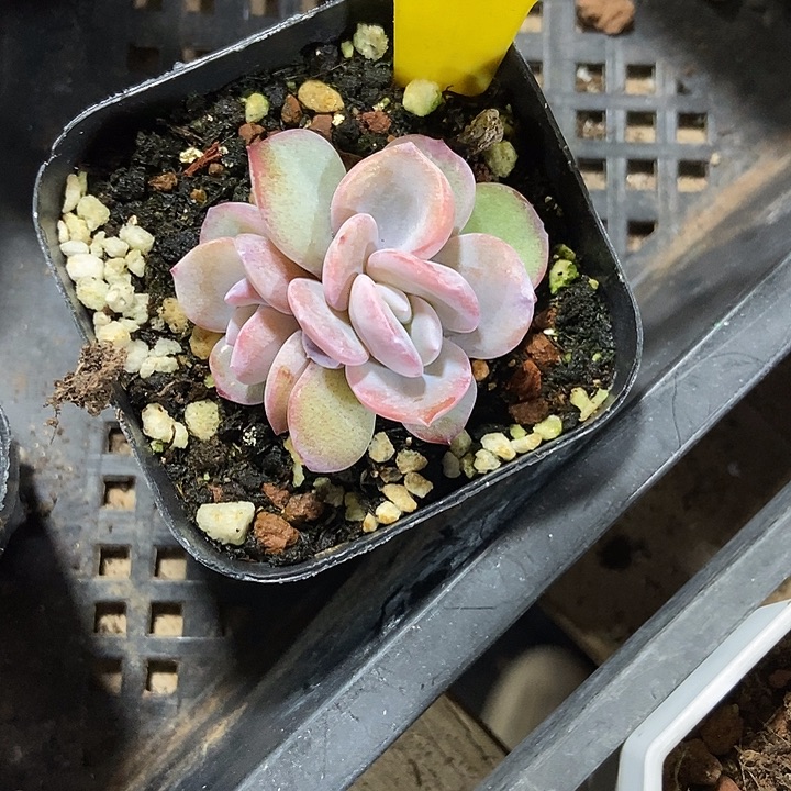 峰***姐多肉植物韩版奶茶825