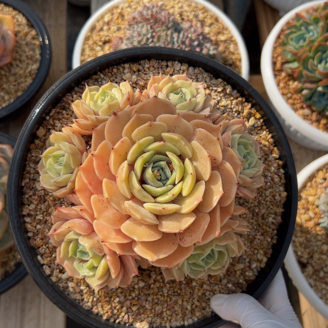 劳拉自然群多肉植物