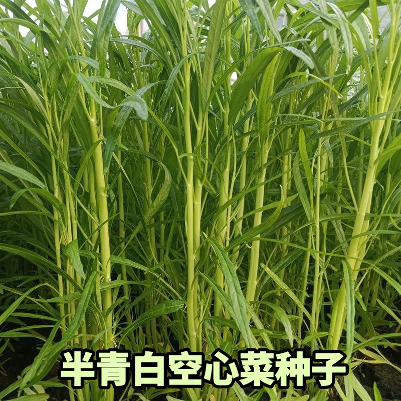 半青空心菜种子柳叶四季通心菜正小叶雍菜蔬菜种籽阳台盆栽可种植