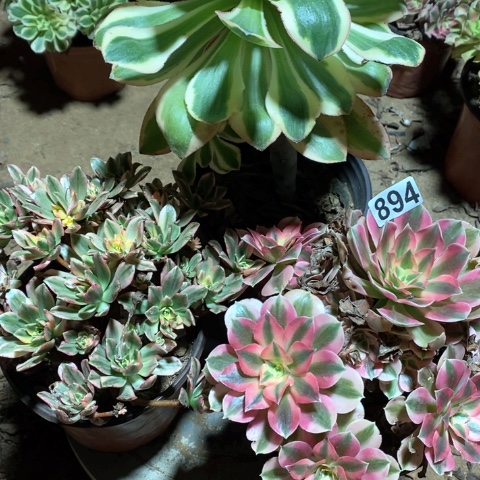 五***月894三颗法师多肉植物