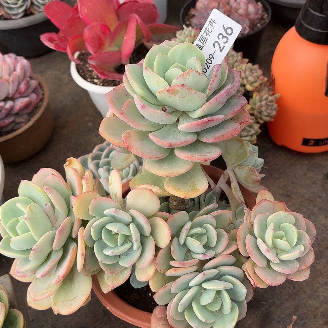 同温层多肉白月光236