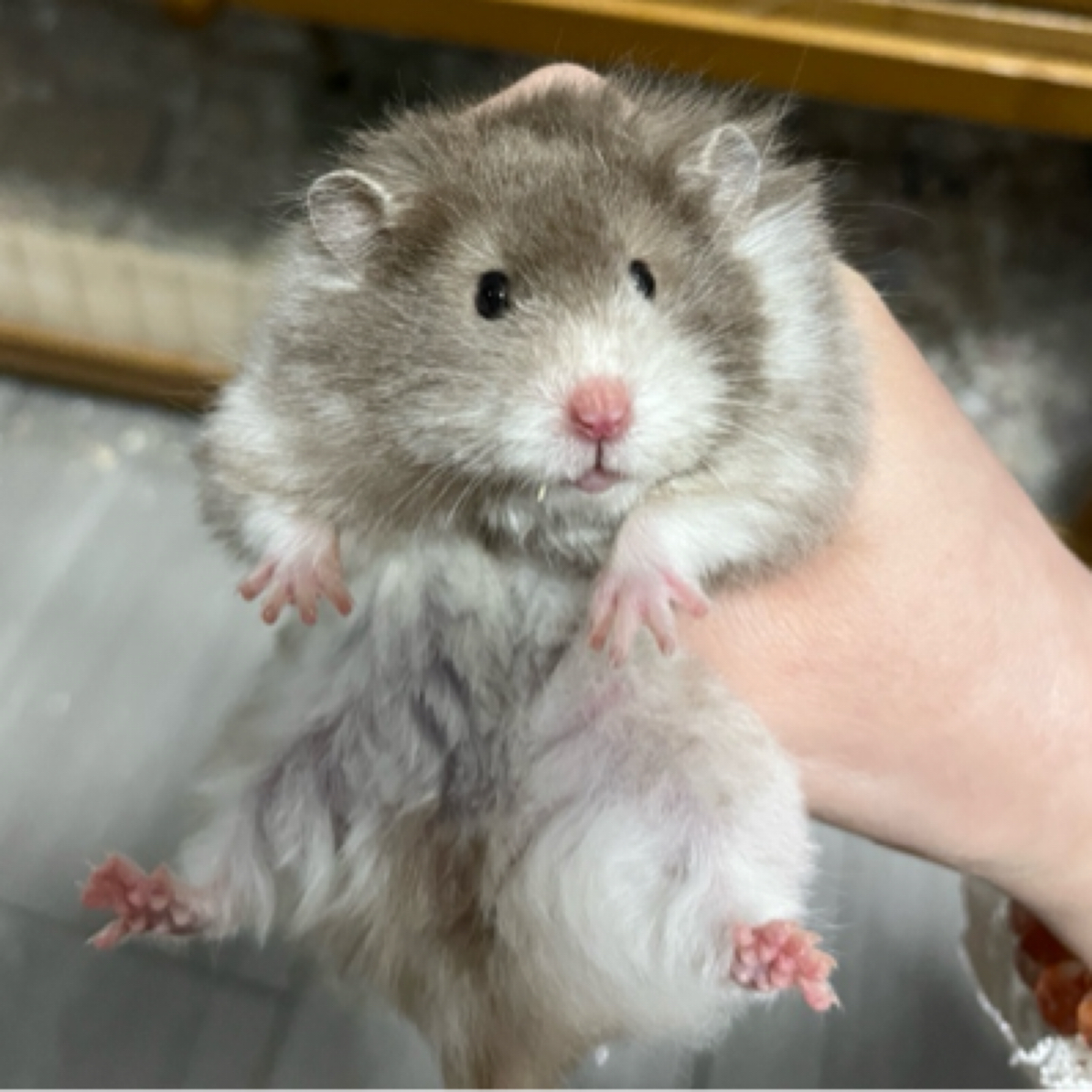 糯糯家熊屋捡漏特价大体金丝熊专拍链接巧波黄波黑波利短毛眼线