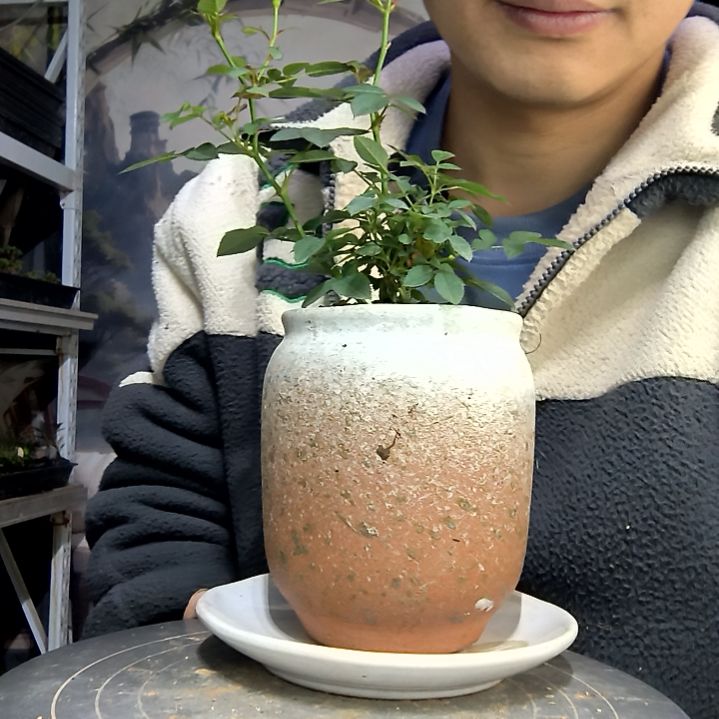 与****光中青园艺一物一拍花190