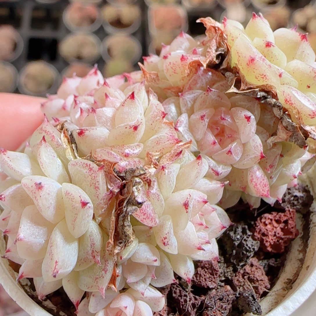 花语多肉0103-91魔仙散