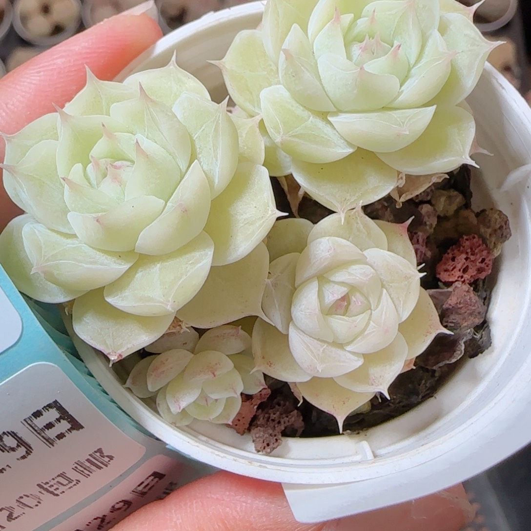 花语多肉1229-192散