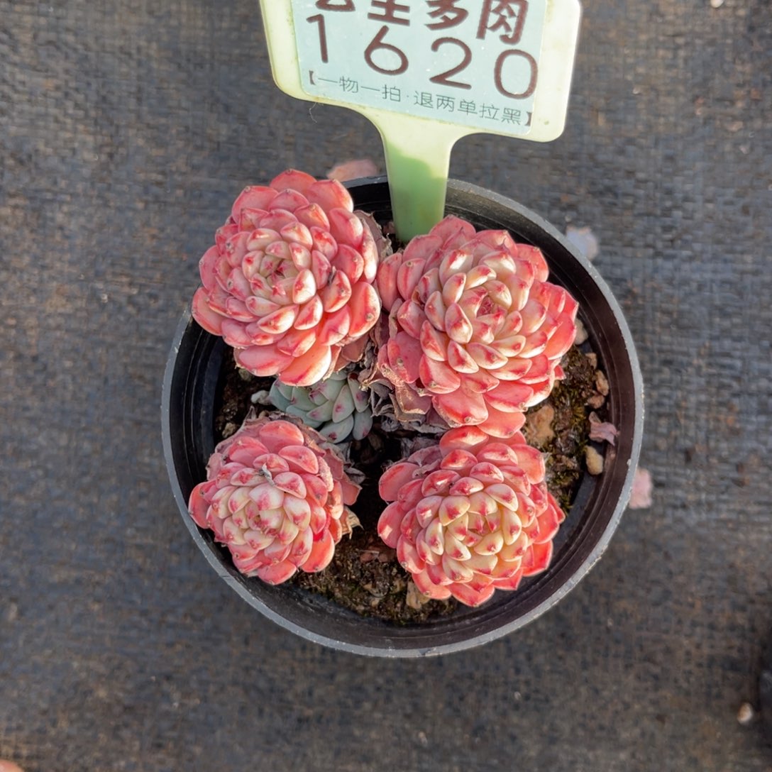 艾***忆云尘多肉一物一拍1620